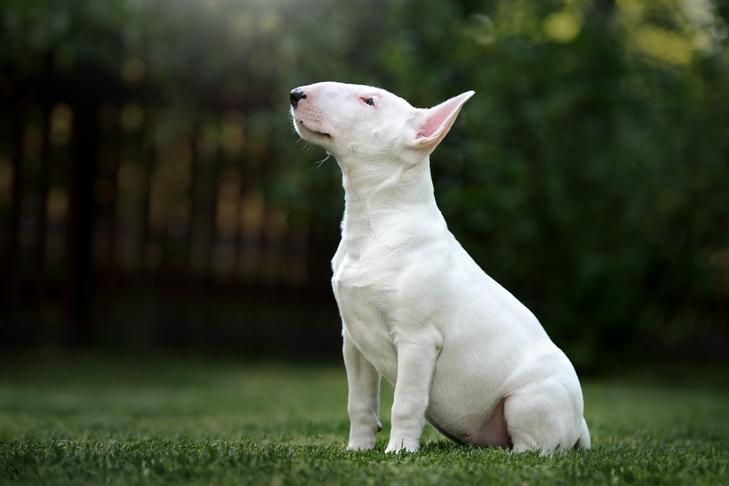 ブル テリアの子犬が庭に座って見上げています。