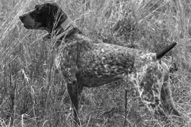 ジャーマンショートヘアードポインターの歴史: 野良犬種とその家族の仲間