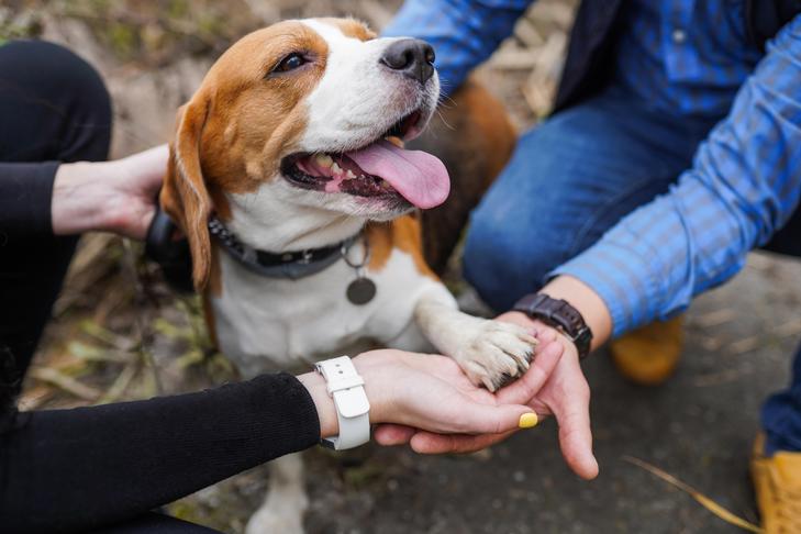 屋外で一緒に二人の人に足を与えるビーグル犬。