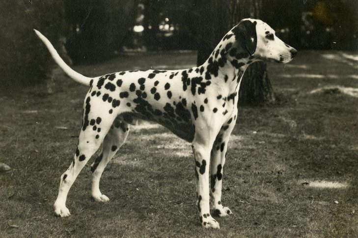 タリー・ホー・シリウス、ダルメシアン。  c.  1939年