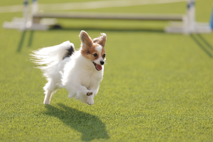 2023 Dog Magazine アジリティ プレミア カップが 7 月 8 日にオハイオ州コロンバスで開催されました。