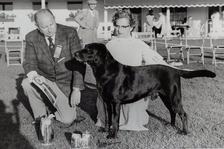 1960 年 10 月 13 日のコンフォメーションショーで賞を受賞したラブラドールレトリバーのラブラドールレトリバークラブからの写真。