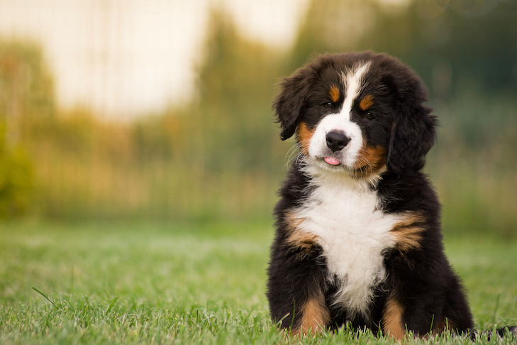 草の中に座っているバーニーズ マウンテン ドッグの子犬 (生後 2 か月)。