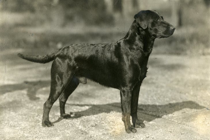 Ch. アーデンのアールズムーア・ムーア、ラブラドール・レトリバー。 c. 1938年。