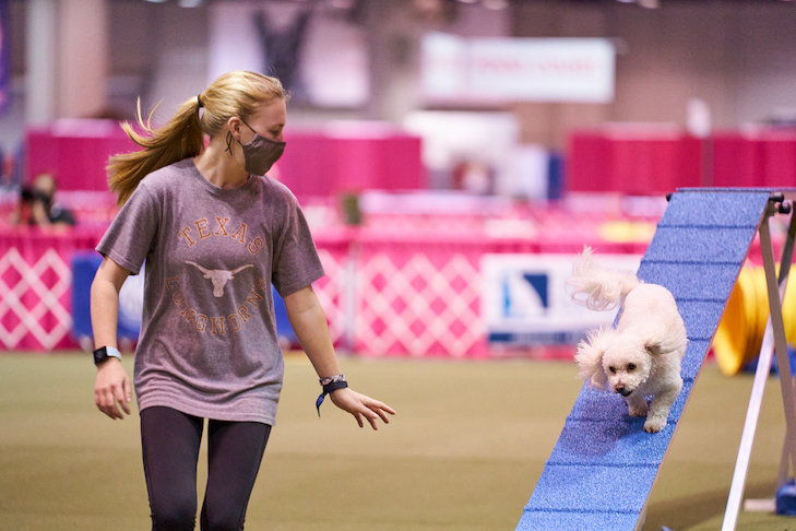 小さな白い犬と一緒にアジリティを行う若い女性