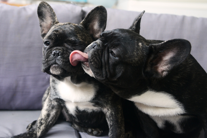 ソファの上で別のフレンチ ブルドッグにキスをするフレンチ ブルドッグ。