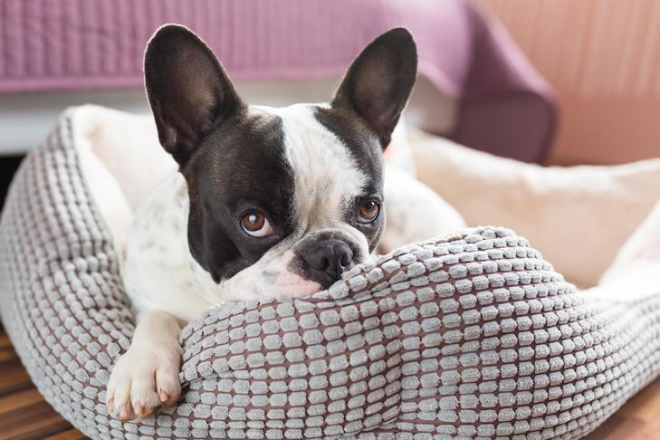 家の犬用ベッドに横たわるフレンチ ブルドッグ。