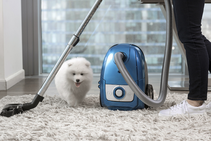ふわふわの白い犬の近くに立って掃除機を使う女性