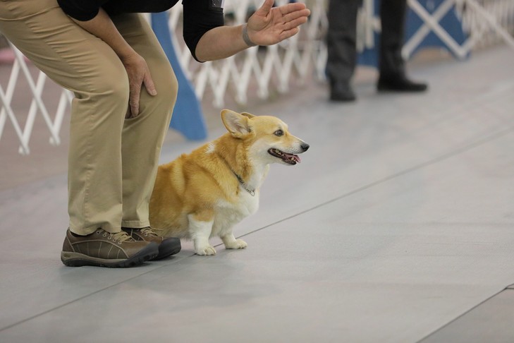 Dog Magazine ナショナル オビディエンス チャンピオンシップ 2019