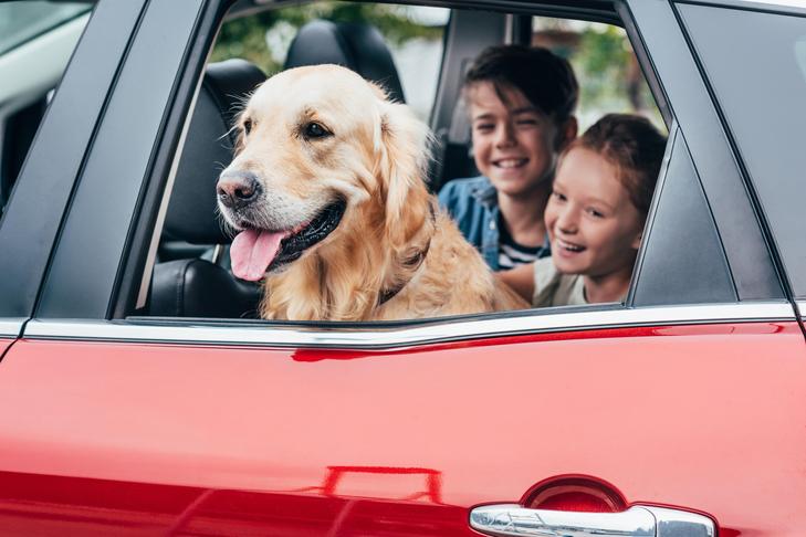 子供たちと一緒に車の後部座席に座っているゴールデンレトリバー。