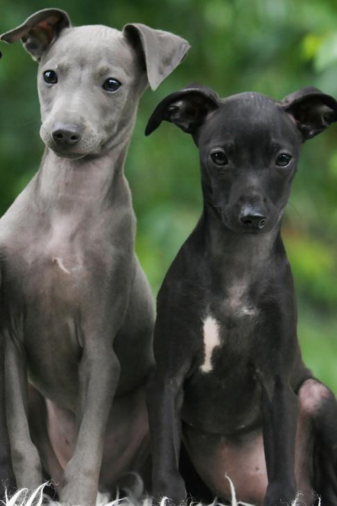 3 匹のイタリアン グレイハウンドの子犬が屋外で並んでポートレートを撮影しています。
