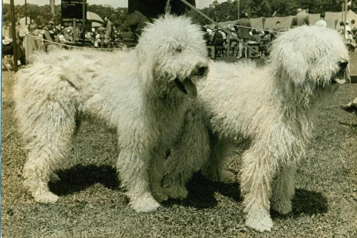 コモンドールの歴史: 家畜の番犬から遊び好きなペットへ