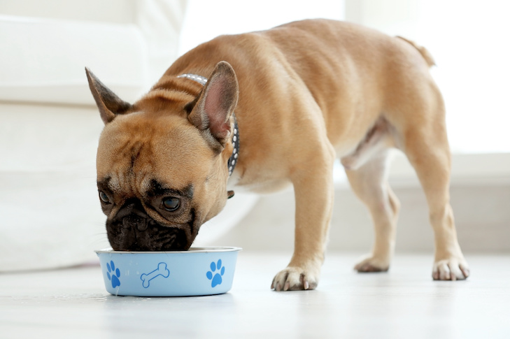 食べ物を食べるかわいい犬