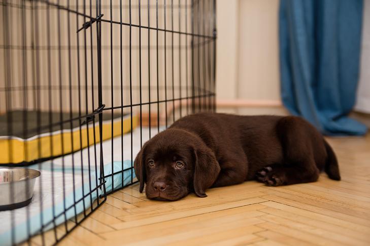 ラブラドール・レトリバーの子犬が、自宅の犬小屋の外で横たわっています。