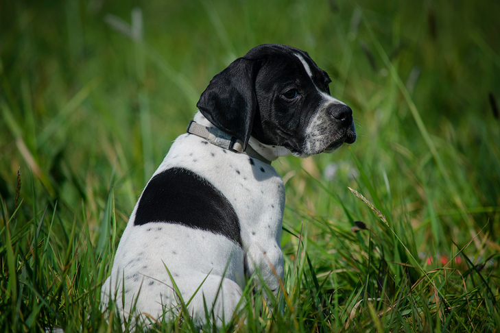 背の高い草の中に座っているポインターの子犬。