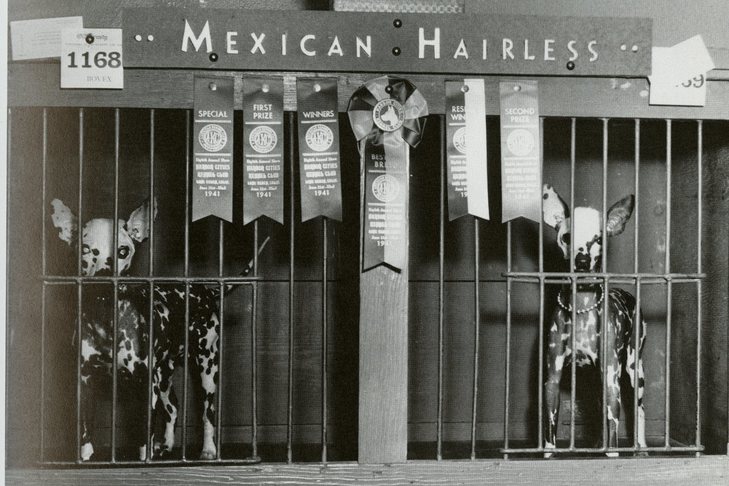 ショロイツクイントリ(メキシコの無毛犬); 1941