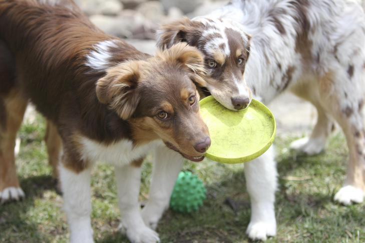 オーストラリアンシェパードの子犬たちが屋外でフライングディスクで一緒に遊んでいます。