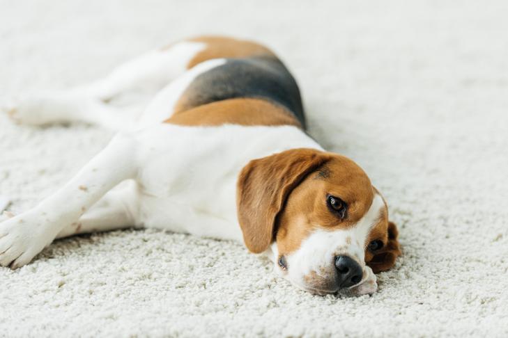 室内のカーペットの上に横たわるビーグル犬。