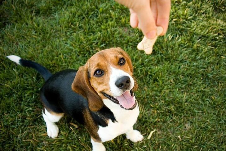 ビーグル犬が頭上におやつが与えられるのを待って座っています。