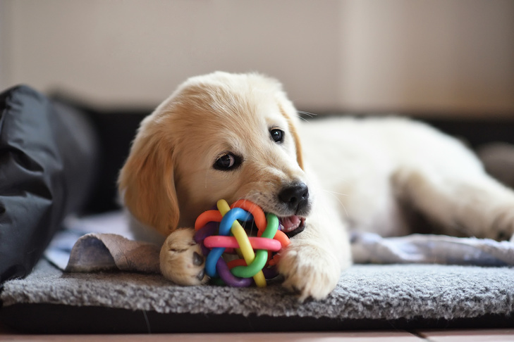 ゴールデンレトリバーの子犬が室内の犬用ベッドに横たわり、ボールを噛んでいます。