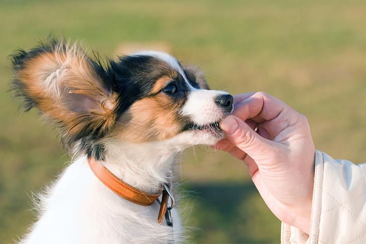 パピヨンの子犬が手からおやつを優しく受け取っています。