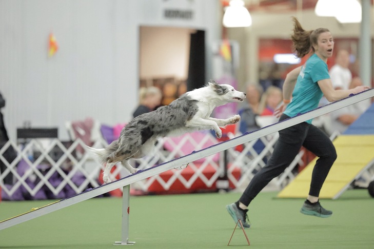 Fast Talk Words Are Wind AX AXJ (Genuine)、ボーダーコリー、およびハンドラーの Perry DeWitt。2023 Agility World Team トライアウト、4 月 29 日~5 月 1 日、ミズーリ州グレイサミットの Purina Farms にて。