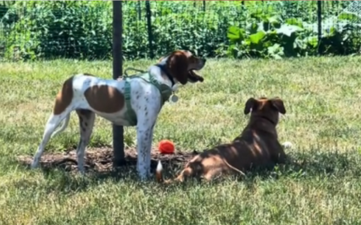 Two Rescue Dogs 保護された犬が、保護施設の親友が隣に住んでいることに気づき喜ぶ