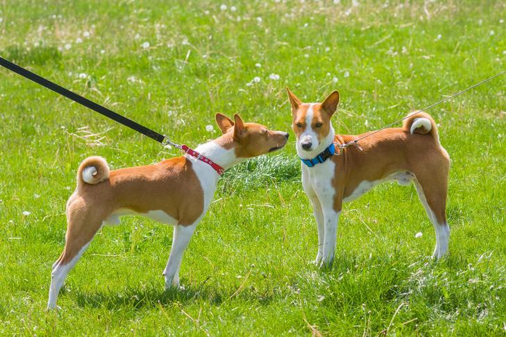 野原で出会ったバセンジー犬たち。1匹はリードにつながれています。