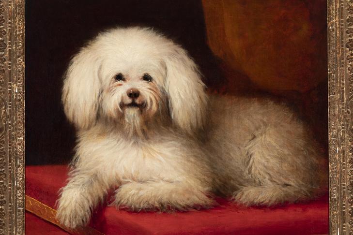L. ユージン・ランベール「赤い枕の上に横たわるビション・フリーゼ」キャンバスに油彩 1854年 ビション・フリーゼ M/M アルヴィン・E・マウラー・ジュニア邸