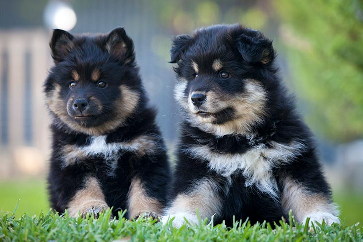 屋外で並んで座っている2頭のフィンランド・ラップフンドの子犬。