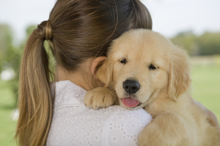 屋外で女性に抱かれ、抱きしめられるゴールデンレトリバーの子犬。