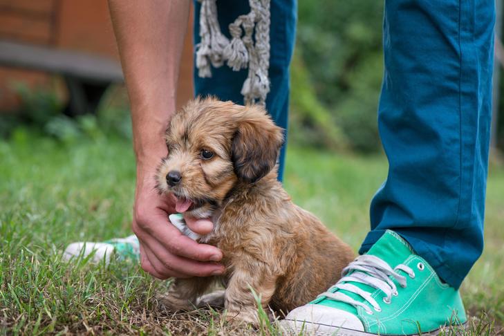 芝生の中で訓練中の子犬。