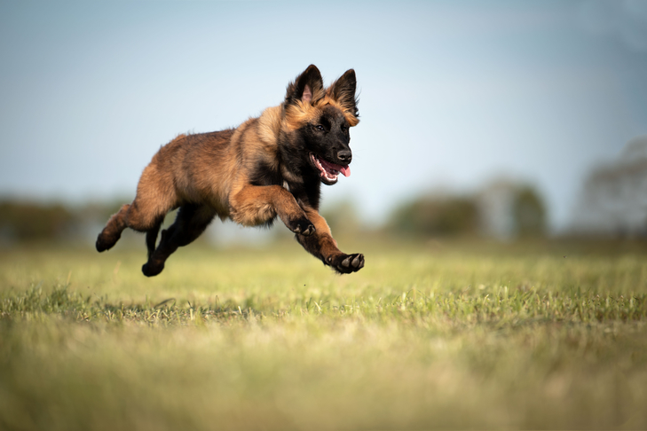 草の中を走るベルギーのテルビュレンの子犬。
