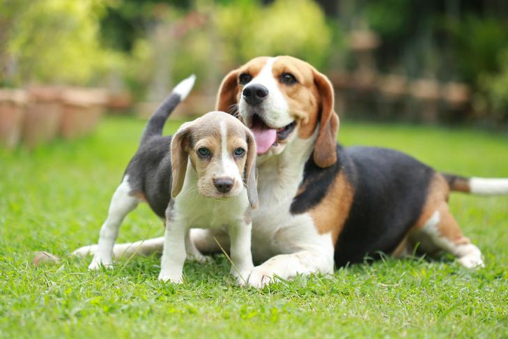 庭で子犬と一緒に横たわるビーグル犬。