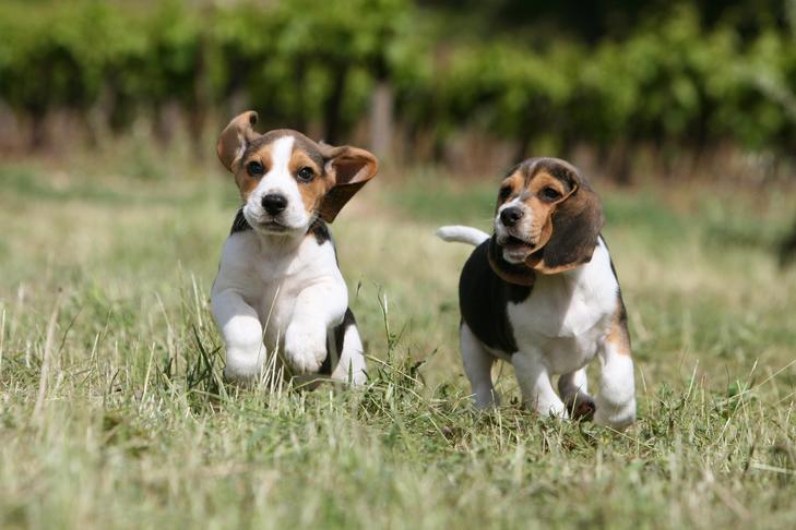 ビーグルの子犬が野原を一緒に走っています。