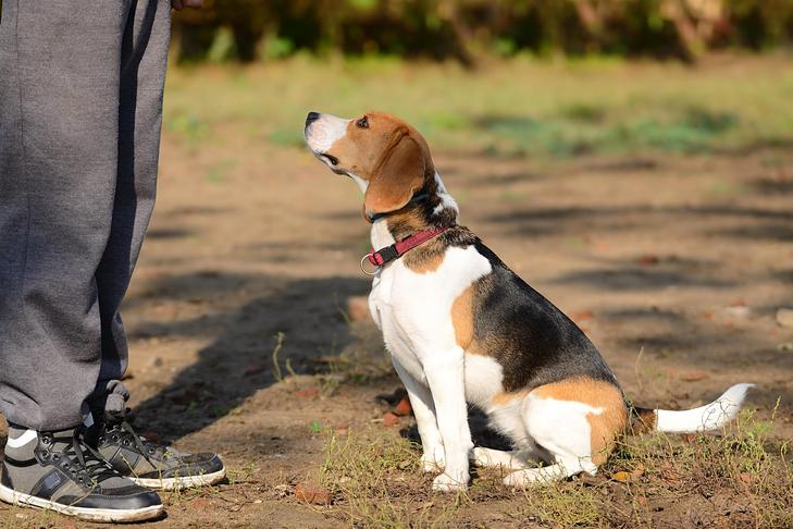 屋外で指示に従って座っているビーグル犬。