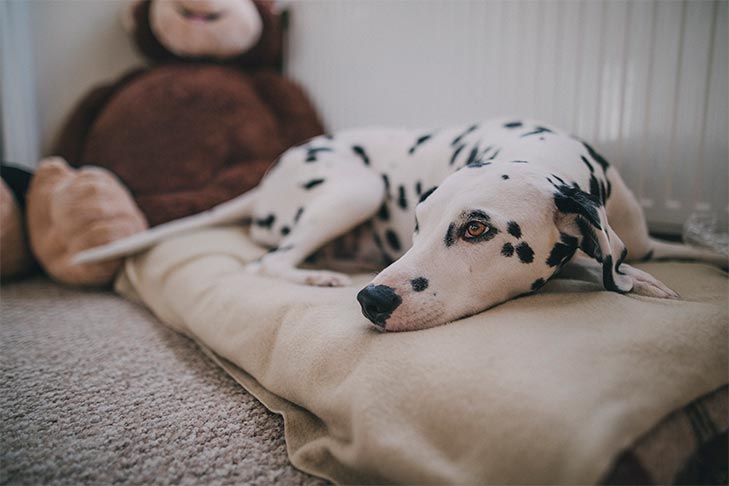 家の犬用ベッドに横たわり、退屈して孤独なダルメシアン。