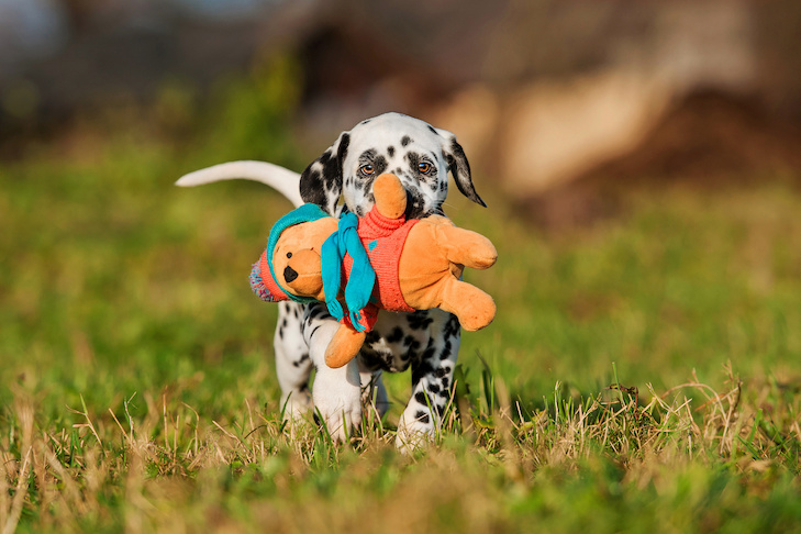 草の中におもちゃを運ぶダルメシアンの子犬。