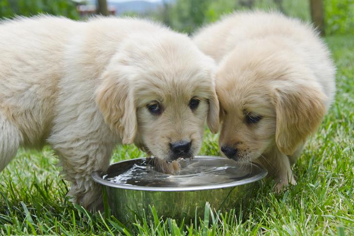 草の中のボウルから水を飲むゴールデンレトリバーの子犬。
