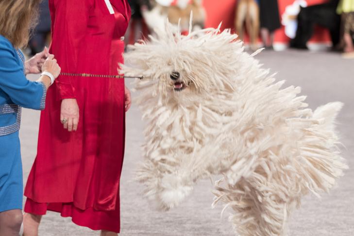 ベストオブブリード:GCH CH Nagyalma Bbetty Boop、Komondor。フロリダ州オーランドでロイヤルカナンが主催する2016年AKCナショナルチャンピオンシップでのワーキンググループ審査員。