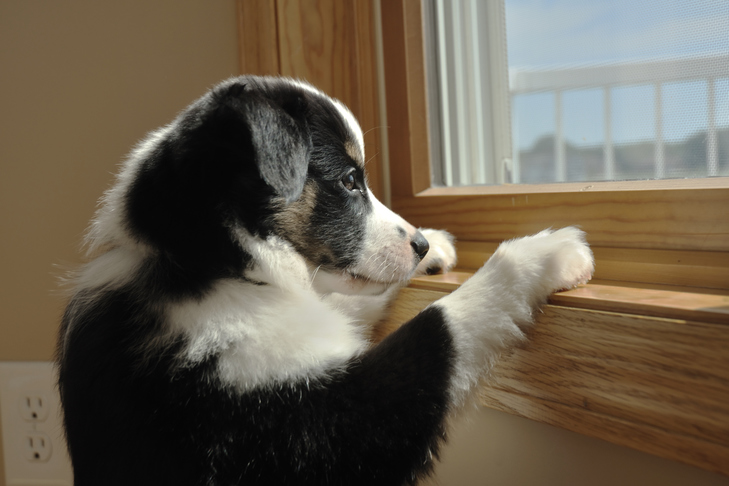 窓の外を見ているオーストラリアの羊飼いの子犬。