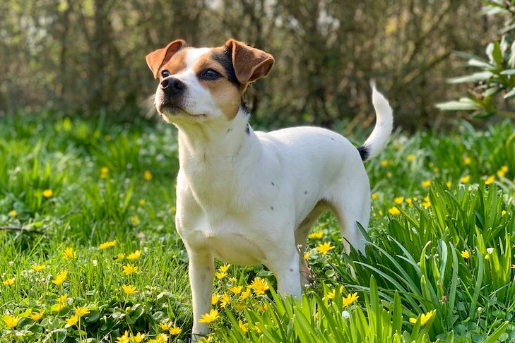 草や花の野原に立つデンマーク・スウェーデン系の農場犬。