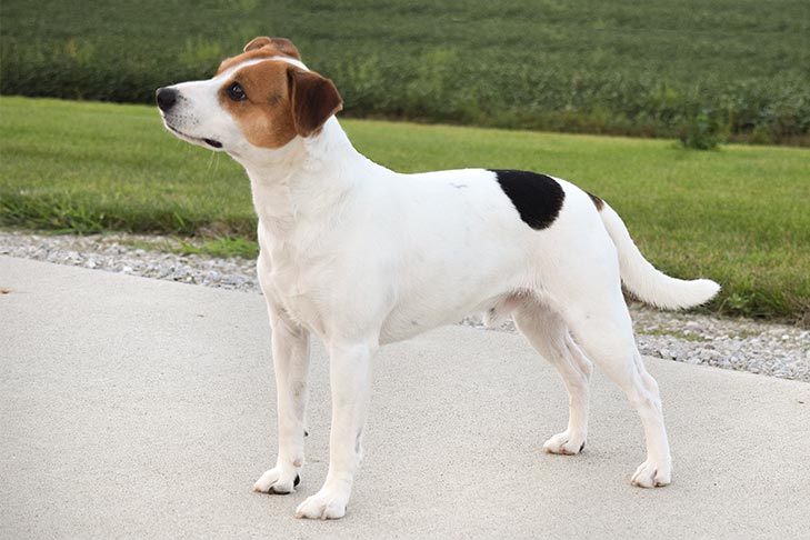 屋外に立つデンマークとスウェーデンの農場犬。