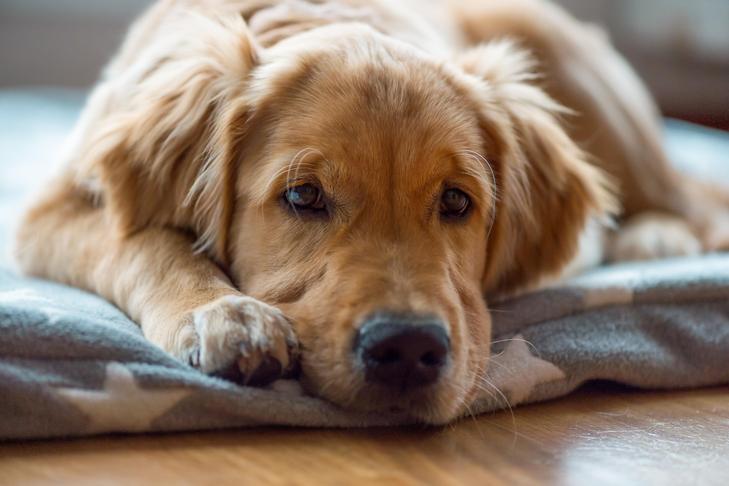 家の犬用ベッドに横たわるゴールデンレトリバー。