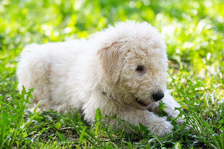 草の中に横たわるコモンドールの子犬。