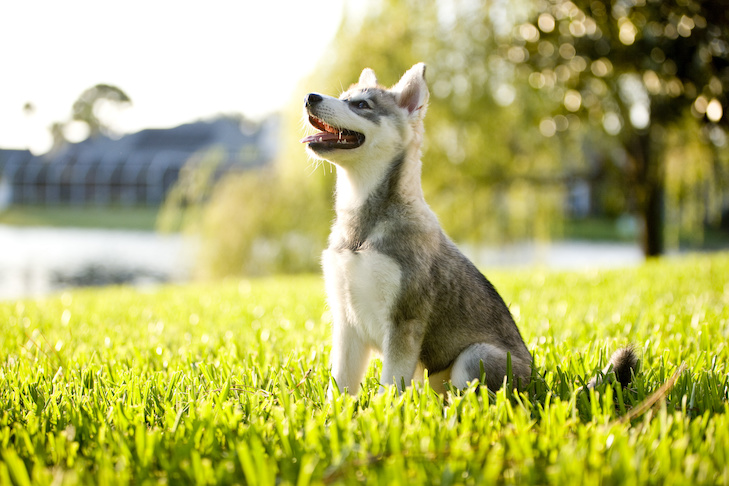 草の湖sideに座っているアラスカのクリー・カイの子犬。