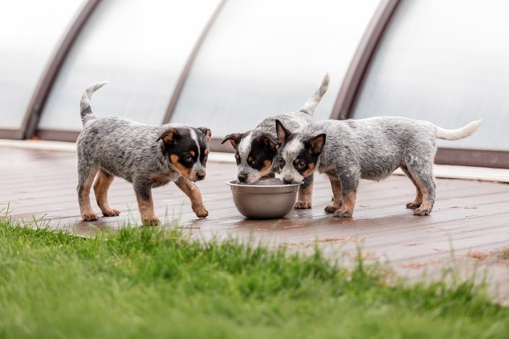 庭のボウルから飲んでいるオーストラリアの牛の犬の子犬。
