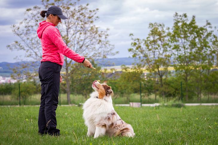 屋外の犬のトレーナーによって訓練されているオーストラリアの羊飼い。