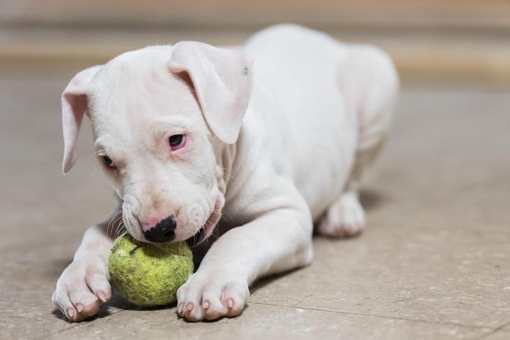 テニスボールを噛むドーゴアルゼンチノの子犬。