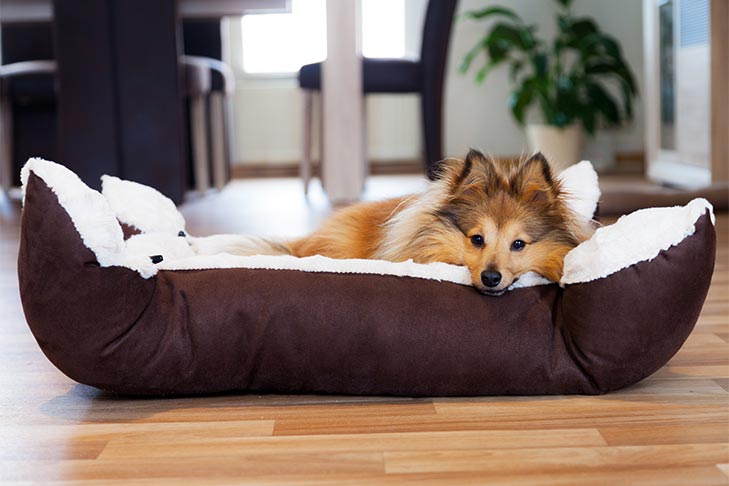 シェットランドシープドッグは、犬を就業日に連れて行くためにオフィスにあるベッドに横たわっています。